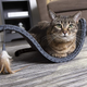 Image for article titled The Best Cat Scratching Posts, According To Our Readers